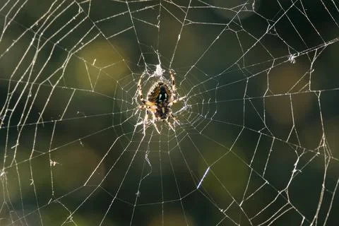 Orb Weaver Spider on Web Against Dark Forest Background Stock Photos