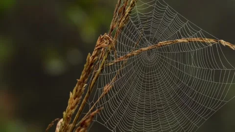Orb weaver spider web covered in morning dew Stock Footage 346641523