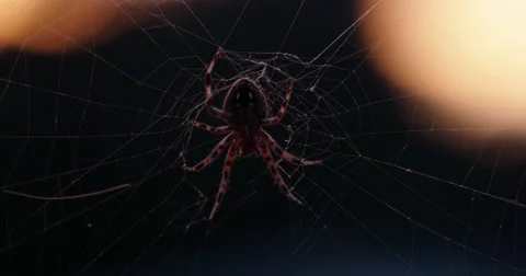 Orb-weaver Spider in Web Crawling at Sunset Macro Close Up, 4K Stock Footage