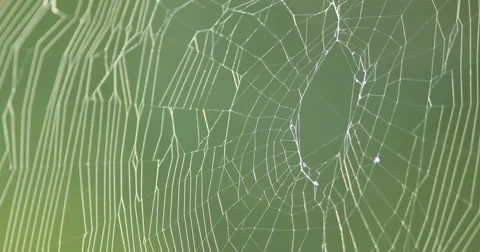 Orb-weaver Spider Web Video stock 55662900