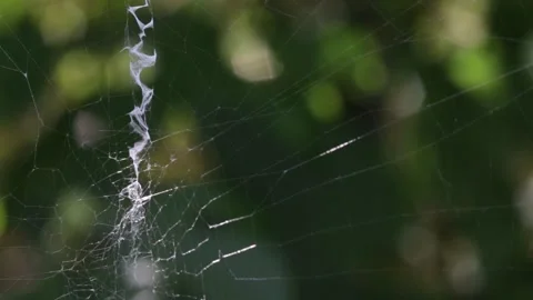Orb weaver spider web moving in wind with bokeh background Stock Footage 292879307