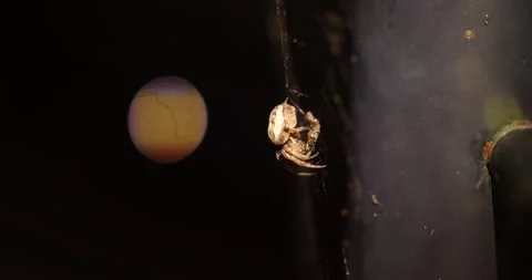 Orb Weaver spider on a web at night eating close spider web Stock Footage 205248597