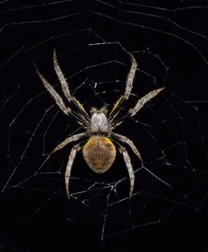 Orb Weaver Spider in web at night. Foto stock