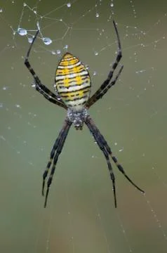 Orb Weaver Spider on Web Stock Photos