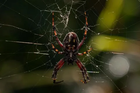Orb Weaver Spider In Web 写真素材