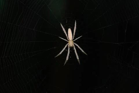 Orb Weaver Spider on Web, Satara, India Stock Photos
