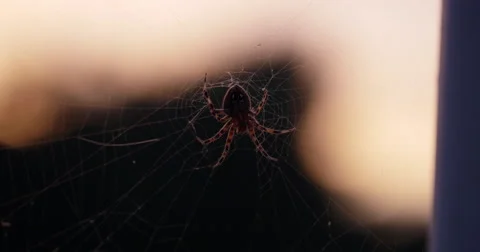 Orb-weaver Spider in Web at Sunset Close Up Slow Zoom In, 4K Stock Footage