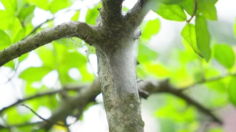 Orb Weaver Spider Web Trapping Insects on Tree Branch Stock Footage 324898180