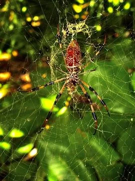 Orb Weaver Spider on Web in Tree Branches Stock Photos