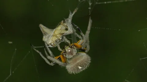 Orb weaver spider, wrapping a cricket in silk. Stock-Footage 37343274