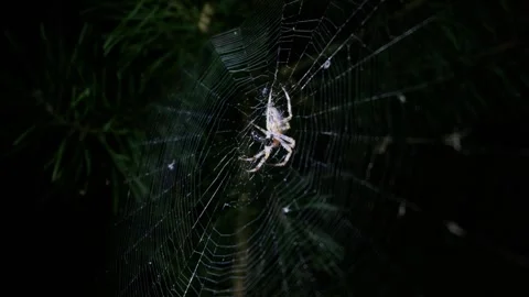 Orb Weaver Spider Wrapping Prey in Web at Night Close-Up Video stock 345164410