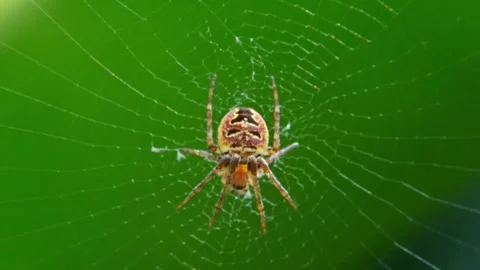The orb weaver spider Zilla diodia (family Araneidae), widely distributed f.. Stock-Footage 338254851