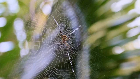 Orb weaver spiders live on the cobweb. Stock Footage 99950733