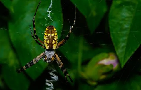 Orb weaver spiders 库存照片