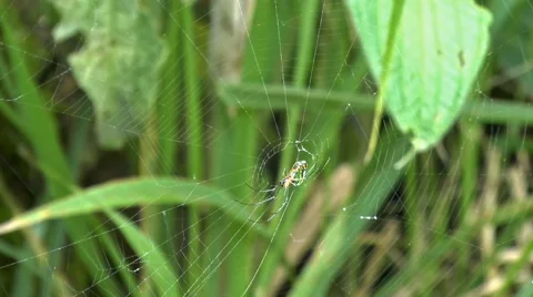 An Orb Weaver Waits for a Meal Stock-Footage 60438958