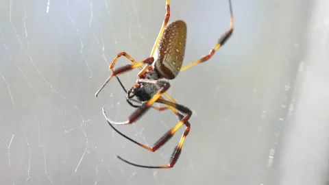 Orb weaver wrapping up small aphid fly prey Stock Footage 164409144