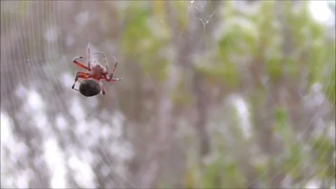 Orb Weaving Spider Stock Footage 76203159