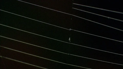 Orb-Weaving Spider hanging on web pan down Video stock 95600440