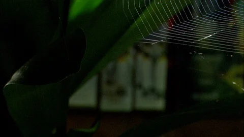 Orb-Weaving Spider on web Video stock 95600435