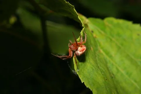 Orb-weaving spiders (araneus) Stock Photos