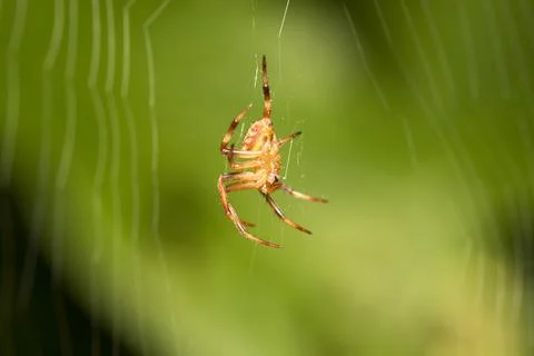 Orb web spider, Araneus sp., Sanjay Gandhi National Park, Mumbai. Make orb .. Stock Photos