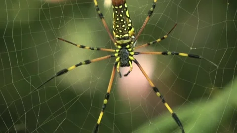 Orb Web Spider, Malaysia Stock Footage 159636980