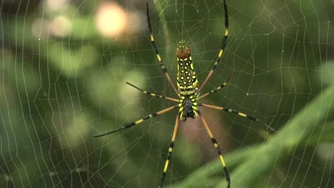 Orb Web Spider, Malaysia Stock Footage 159636984