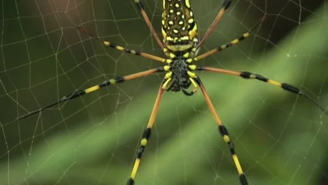 Orb Web Spider, Malaysia Stock Footage 159637160