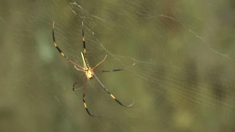 Orb Web Spider, Malaysia Stock Footage 185464982