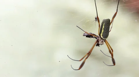 Orb web spider (Nephila sp.) in the Ecuadorian Amazon Stock Footage