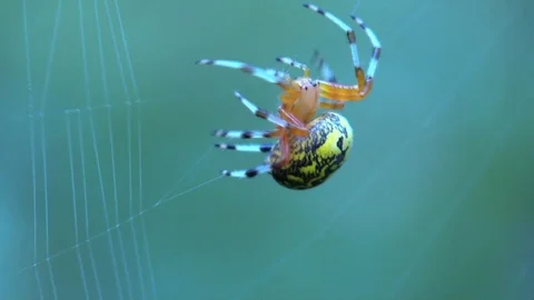 Orb web spider spinning web closeup view quarting away Stock Footage
