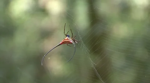 Orb-web Spiny Spider sail down net in lowland rainforest during the day Stock Footage 56681178