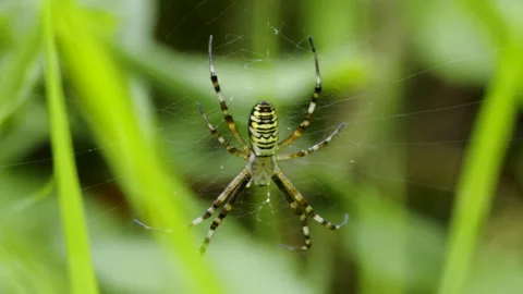 Orb-web wasp spider Argiope bruennichi resting on web 스톡 동영상 263769116