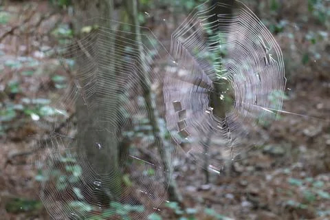 Orb Web in Woods Stock Photos