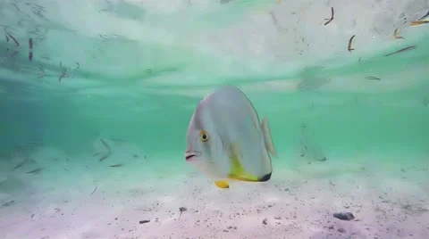 Orbicular Batfish Vídeo Stock 45998023