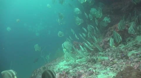 Orbicular batfish Stock Footage 58650970