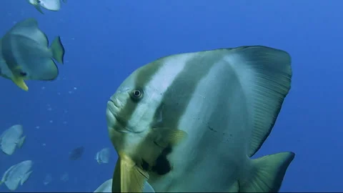 Orbicular Batfish Stock Footage 314298458