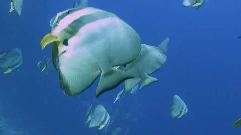 Orbicular Batfish Stock Footage 314298492