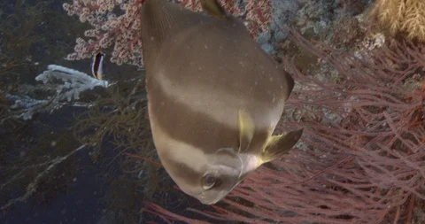 Orbicular batfish (Platax orbicularis) is cleaning in coral Stock-Footage 108513721