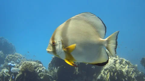 Orbicular batfish (Platax orbicularis) close up. 4K stock video footage Stock Footage 301009510