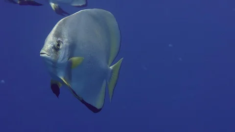 Orbicular batfish (Platax orbicularis) in deep blue. Water Stock Footage 87149712