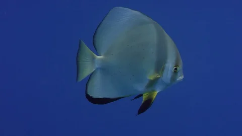 Orbicular batfish (Platax orbicularis) in deep blue. Water Video stock 87173100