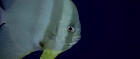 Orbicular batfish (Platax orbicularis) in deep blue. Water Stock Footage 136242876