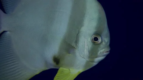 Orbicular batfish (Platax orbicularis) in deep blue. Water Video stock 136464718