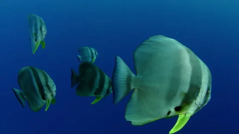 Orbicular batfish (Platax orbicularis) in deep blue. Water Stock Footage 136465358