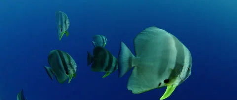 Orbicular batfish (Platax orbicularis) in deep blue. Water Video stock 136465559