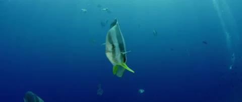 Orbicular batfish (Platax orbicularis) in deep blue. Water Video stock 136466087