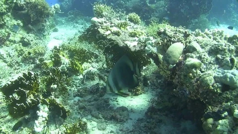 Orbicular batfish - platax orbicularis Video stock 82256466