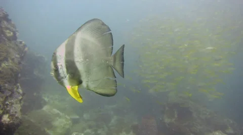 The orbicular batfish (platax orbicularis) on the ocean bottom Stock Footage 39364994