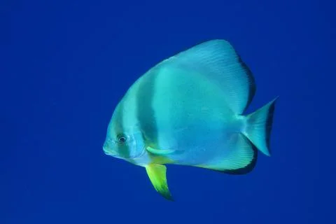 Orbicular batfish Platax orbicularis with solid blue background releasable Ras Stock Photos